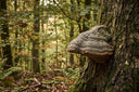Amadouvier (Fomes fomentarius) en forme de sabot gris sur le tronc d'un vieux hêtre en forêt