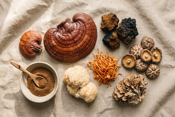 Assortiment de champignons médicinaux séchés sur toile de lin : reishi, chaga, crinière de lion, cordyceps, shiitaké et maitaké avec un bol de poudre